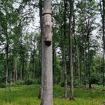 Monitoring kłód bartnych w KPK Grafika Monitoring kłód bartnych w KPK