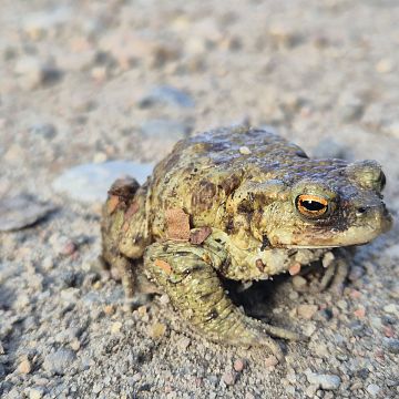 Wiosenna migracja płazów - podsumowanie działań w 2026 r. Grafika Wiosenna migracja płazów - podsumowanie działań w 2026 r.